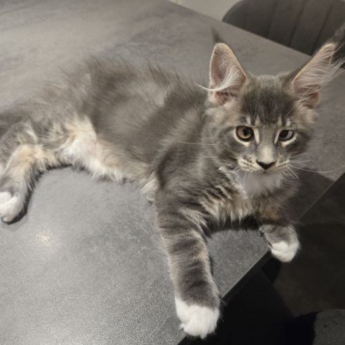 Deux magnifiques chatons maine coon loof #6