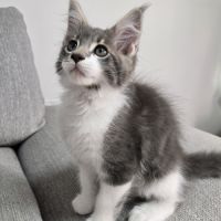 Deux magnifiques chatons maine coon loof #1