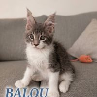 Deux magnifiques chatons maine coon loof