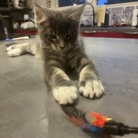 Deux magnifiques chatons maine coon loof #5