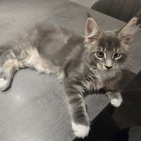 Deux magnifiques chatons maine coon loof #6