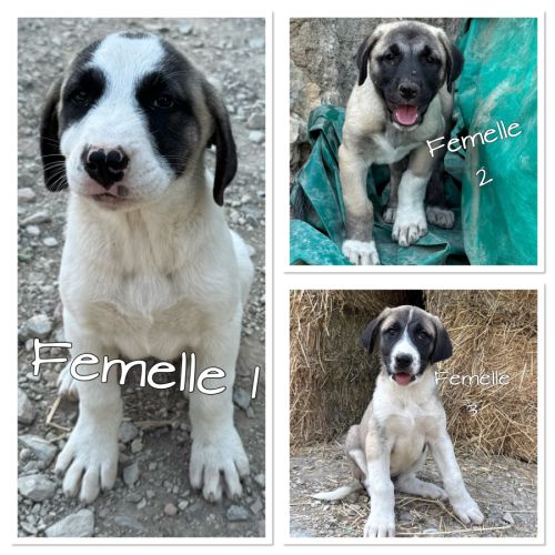 Chiots type berger d'anatolie #1