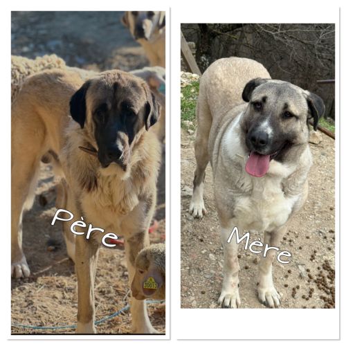 Chiots type berger d'anatolie #3
