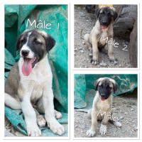 Chiots type berger d'anatolie