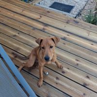 Femelle 6 mois jack russell terrier née le 14 févr #3