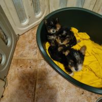 Yorkshires mâles & femelles #8