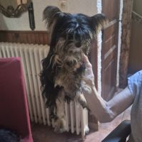 Yorkshires mâles & femelles #10