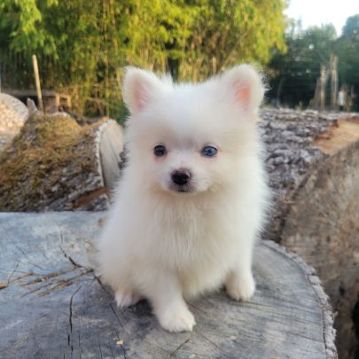 Spitz nain #4