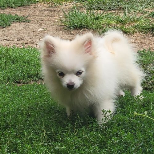 Spitz nain #1