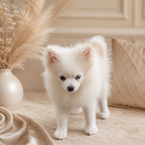 Spitz nain #2