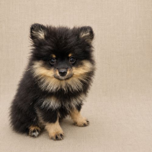 Spitz nain