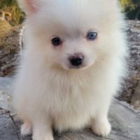 Spitz nain #0