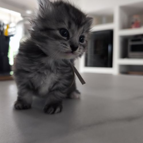 Chaton sibérien loof #3