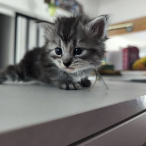 Chaton sibérien loof #4