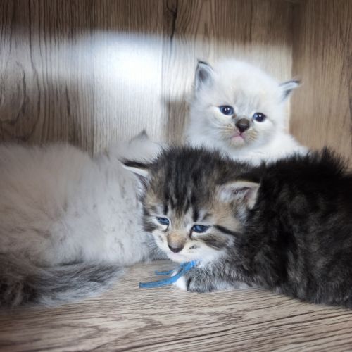 Chaton sibérien loof #5