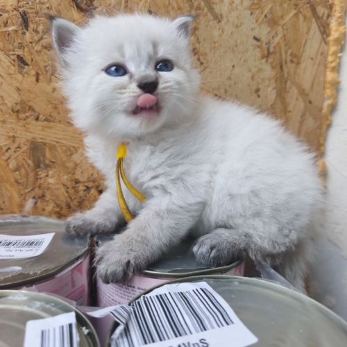 Chaton sibérien loof #6