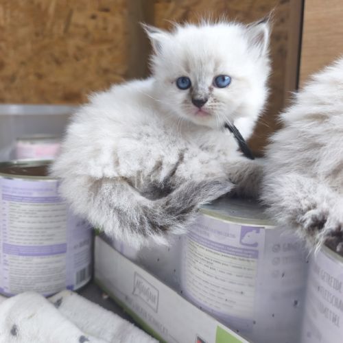 Chaton sibérien loof #7