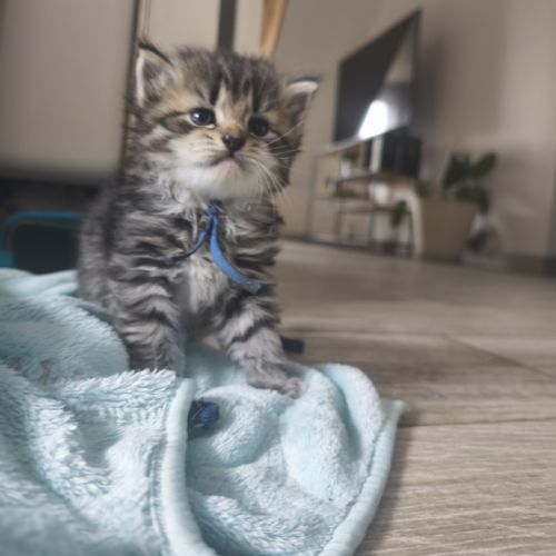 Chaton sibérien loof #8