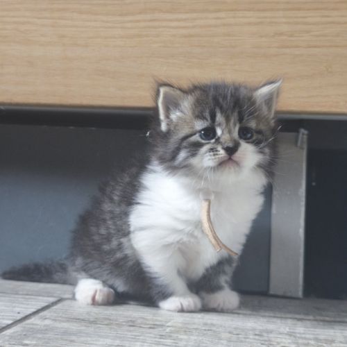 Chaton sibérien loof #9