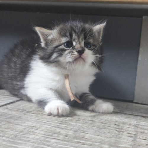 Chaton sibérien loof #10