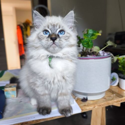 Chaton sibérien loof