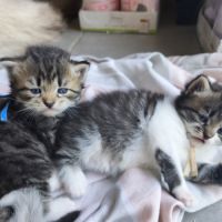 Chaton sibérien loof #1