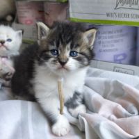 Chaton sibérien loof