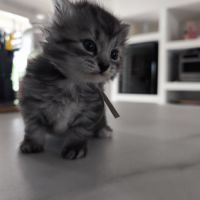 Chaton sibérien loof #3