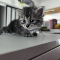 Chaton sibérien loof #4