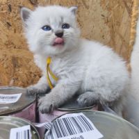 Chaton sibérien loof #6