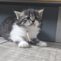 Chaton sibérien loof #10