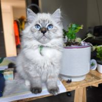 Chaton sibérien loof