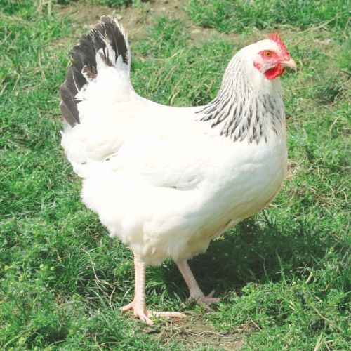 Donne poules pondeuses