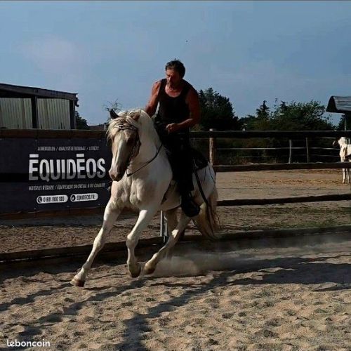 Cheval western randonnée #1