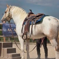 Cheval western randonnée #0