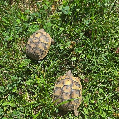 Cède tortues terrestres hermann #3