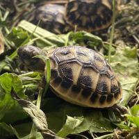Cède tortues terrestres hermann