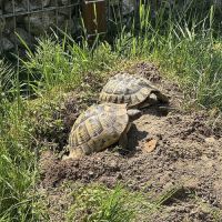 Cède tortues terrestres hermann #2