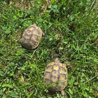 Cède tortues terrestres hermann #3