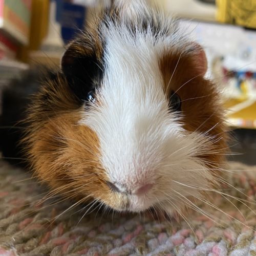 Rosette, cochon d’inde mâle, castré, âgé de 6 mois