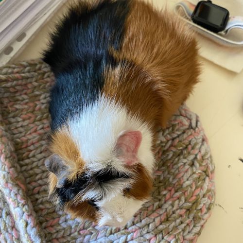 Rosette, cochon d’inde mâle, castré, âgé de 6 mois #3