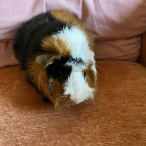 Rosette, cochon d’inde mâle, castré, âgé de 6 mois #4