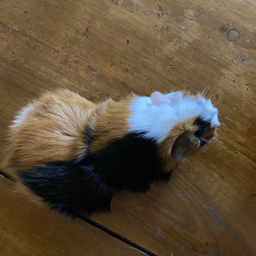 Rosette, cochon d’inde mâle, castré, âgé de 6 mois #5