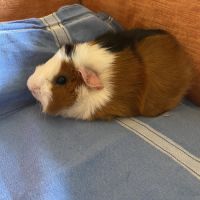 Rosette, cochon d’inde mâle, castré, âgé de 6 mois #1