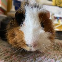 Rosette, cochon d’inde mâle, castré, âgé de 6 mois #0