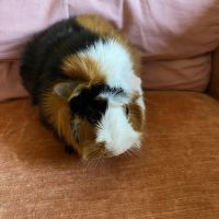 Rosette, cochon d’inde mâle, castré, âgé de 6 mois #4