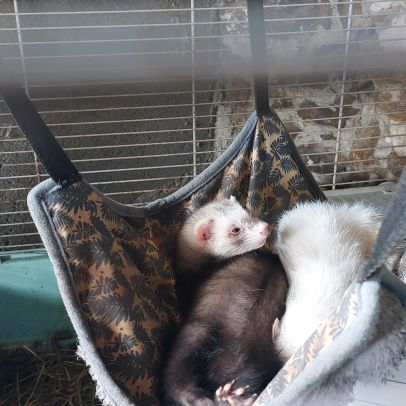 Furets putoisés et blanc #1