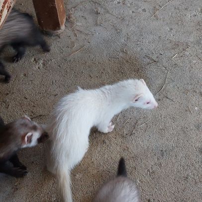 Furets putoisés et blanc #2