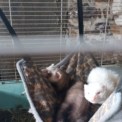 Furets putoisés et blanc #0