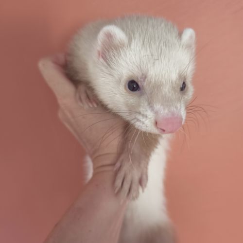 Furet disponible